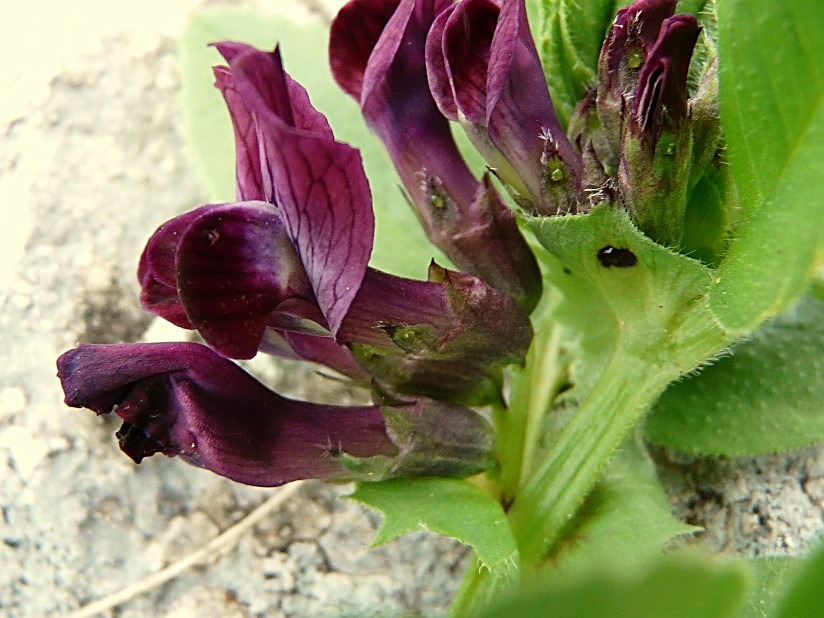 Vicia narbonensis / Vicia selvatica